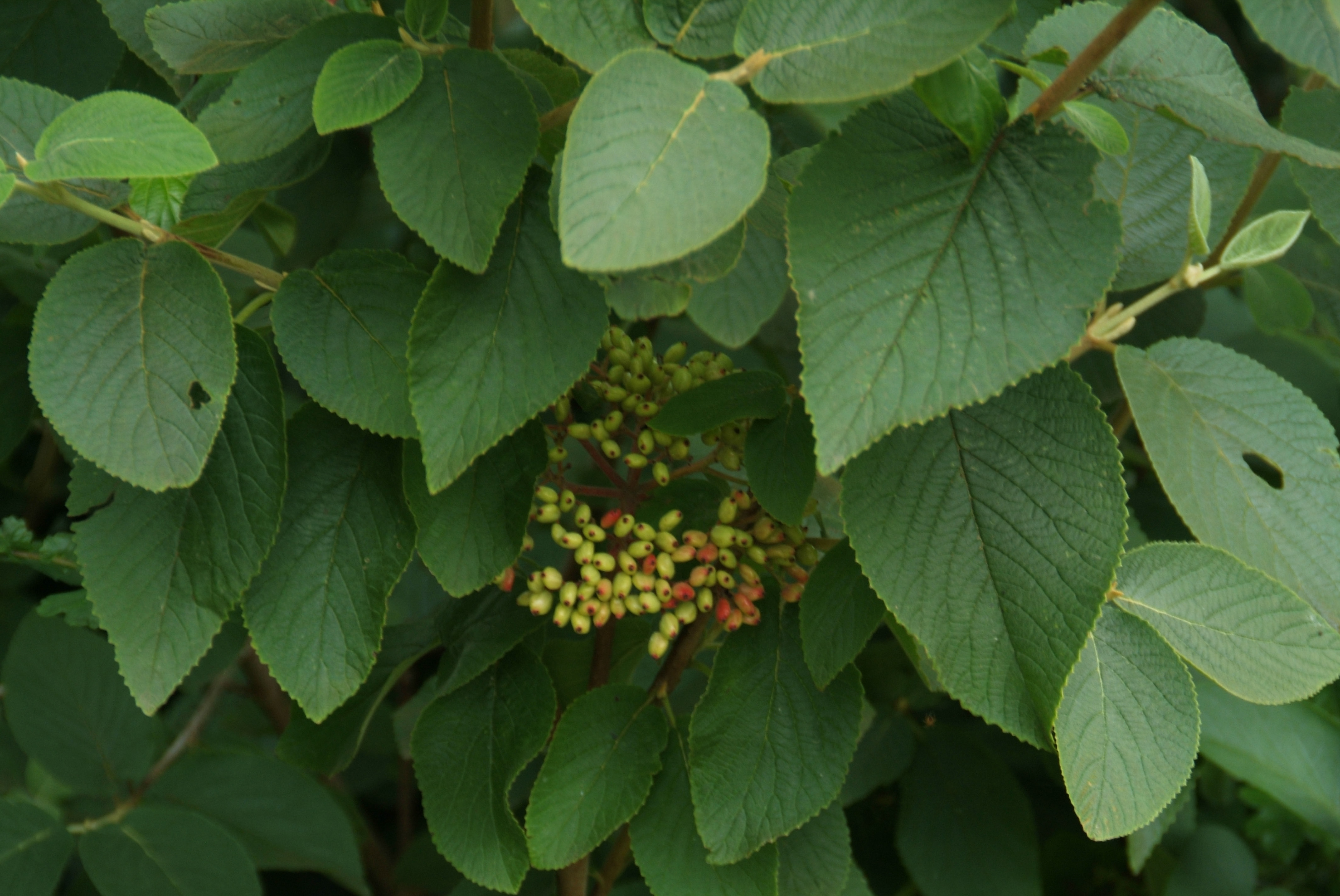 Viburnum lantanaWollige sneeuwbal bestellen